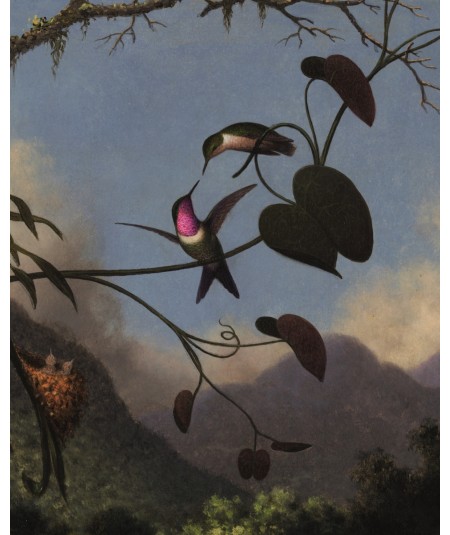 Reprodukcja obrazu Koliberek ametystowy