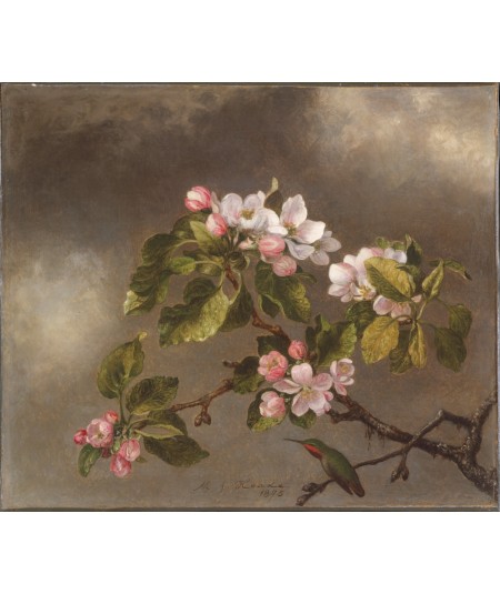 Reprodukcja obrazu  Koliber i kwiaty jabłoni