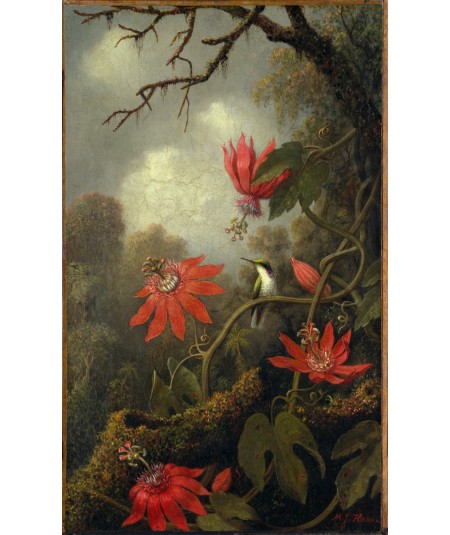 Reprodukcja obrazu Koliber i kwiaty męczennicy