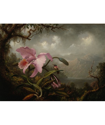 Reprodukcja obrazu Orchidea i koliber