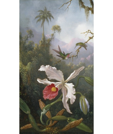 Reprodukcja obrazu Dwa kolibry nad białą orchideą