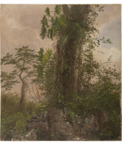 Reprodukcja obraz Drzewo figowe i dziki filodendron